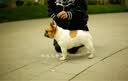 皇家（ROYAL CANIN）【防伪可查】皇家狗粮 皇家中型幼犬（MEJ32）15KG 实拍图