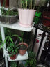 丽室佳人顶天立地花架阳台客厅简约绿萝爬藤架子落地式悬挂室内花盆置物架 白/10方托/适用高1.1~3.2米 实拍图