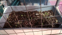花儿朵朵 油菜 绿色 蔬菜种子 家庭阳台/园艺休闲 300粒/袋 实拍图