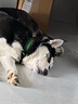 KAMPET狗狗项圈刻字大型犬中型小型犬大狗小狗圈狗脖套牵引绳狗绳真牛皮 绿色项圈 M 头层牛皮 实拍图