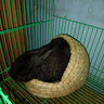HKFX兔窝保暖鸽子窝仓鼠窝松鼠荷兰猪龙猫豚鼠刺猬兔子窝过冬保温草窝 小号拖鞋草窝 M 实拍图