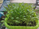 寿禾 20天鸡毛菜种子四季小青菜冬春季蔬菜小白菜油菜上海青阳台菜籽 鸡毛菜家庭套餐（含50g种子） 实拍图