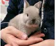 志信亿星垂耳兔子活物小型茶杯兔子一对猫猫兔道奇宠物兔折耳兔小兔子活体 暹罗侏兔1只 1母 实拍图