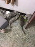 耀目猫粮成猫幼猫全阶段通用英短蓝猫深海鱼鱼肉猫食天然粮 【1-12月】幼猫专用4斤到手2袋 实拍图