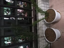 曼地亚红豆杉树苗盆栽盆景绿星名贵树盆景结果公母庭院客厅北植物 40-50cm公树2株 实拍图