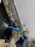 博宇（BOYU）室外鱼池过滤器水循环系统外置过滤桶水泵桶套装排污抽水UV杀菌灯 适用9~25方水池 YT-25000桶带泵管滤材杀菌灯 实拍图