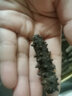 皇纯淡干海参 底播刺参干货 特产 礼品 大连8年御品6-10只简装 50g*1盒 实拍图