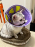 KimPets宠物伊丽莎白圈猫咪防舔头套狗狗防抓挠防咬项圈脖圈绝育驱虫用品 【轻盈无拘束】大眼萌萌 M(颈围24-31cm 适合6-13斤宠物) 实拍图