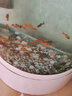 南京雨花石原石天然鹅卵石花盆多肉铺面鱼缸五彩色小石头石子碎石朴彩 月牙状玛瑙3-5cm 实拍图