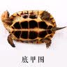 诗轩【招财】乌龟纯种石金龟黄金长寿龟宠物观赏乌龟活体乌龟活物 1-2两（7-8厘） 两只 情侣一对（招财镇宅） 实拍图