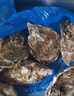 山姆大叔 乳山生蚝8XL级【JD顺丰-多地次日达】刺身活鲜海蛎子海鲜 XL【中号】单个90g｜肉小不推荐 核心产区丨6斤装【超值推荐】净5斤 实拍图