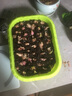 寿禾 四季红葱头小葱种子火葱头四川干皮夏秋蔬菜莱疏菜阳台种种籽 红葱头蔬菜盆套餐 含半斤葱头 实拍图