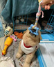 果粒之星纯种金毛犬活体宠物狗幼崽家养金毛幼犬寻回犬沙滩金枫叶红大型犬 血统级 实拍图