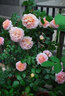 誉满园蔷薇花苗藤本月季大花庭院花园爬墙攀援爬藤植物阳台玫瑰花卉盆栽 藤本月季大苗 不含盆 实拍图