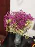 爱满（AIMAN）满天星天然干花花束ins网红生日 新房装饰摆件风干真插花家居摆设 紫+蓝满天星  【不带花瓶】 实拍图