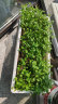奥美优 种菜盆阳台室内蔬菜草莓种植盆12L加厚塑料长方形花盆家庭养花盆 实拍图