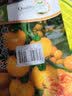 凤鸣雅世老品种黄色西红柿种子沙瓤大田大棚番茄种子冰糖黄柿子种子100粒 实拍图