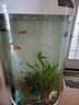 闽江（minjiang）半圆形鱼缸水族箱圆柱型金鱼缸客厅生态造景免换水锦鲤乌龟缸 纯白色+开缸礼包 BY560加高款（鱼缸+储物柜子） 实拍图