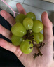 阳光玫瑰葡萄晴王香印子新鲜水果日本品种 精品3斤串果 单粒8-10g 实拍图