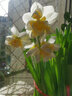 惜林园 正宗漳州水仙花 水培植物水养花卉 冬季室内盆栽球根 实拍图