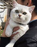 涴喵 苏氏纯种英短幼猫短毛猫大脸猫宠物猫咪活体辅助喂养 宠物级 【矮脚曼基康】 实拍图