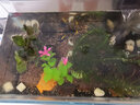 正楷水草种子鱼缸水草生态缸水草水培植物种子大对叶种子造景水草鱼缸 随机(六种种子) 实拍图