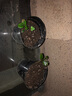 曼牌滤清器机油滤清器/滤芯/机油格/机滤 适配 雷诺 科雷傲2.0 2.5 实拍图