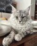 【纯种】缅因猫库恩猫银虎小猫活体宠物猫咪幼猫崽大体猫 宠物级 精品【银虎缅因猫】幼猫 实拍图