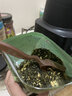 雄记常养茶养生茶桑叶罗汉果菊花茉莉花男女熬夜醒去酒茶叶 常养茶188g装 实拍图