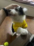 憨憨宠 宠物狗狗衣服 狗衣服中小型犬冬装泰迪衣服加绒加厚背带裤猫衣服 黄色背带裤L号推荐10-12斤宠物 晒单实拍图