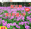 绿达进口三叶草种子白三叶红三叶草籽四季常青护坡绿化庭院野花组合籽 红三叶草种子净籽1斤抗旱抗寒 实拍图