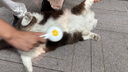 PEISIMA猫梳子去浮毛宠物排针梳猫咪狗狗专用梳毛刷猫毛狗毛清理器除毛器 象牙白【祛浮毛+按摩+开结】 实拍图