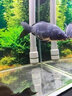 神阳锦鲤鱼药鱼池消毒液杀菌净水除藻养神阳锦鲤鱼药硝化细菌烂肉烂尾 速效抗菌500ml 实拍图