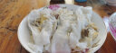 白鲨（baisha） 白鲨肠粉专用粉肠粉工具套餐广式肠粉diy家庭套装蒸盘刷子夹子拉肠粉家庭自制套餐 （1+1）肠粉体验装套装 实拍图