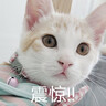 华元宠具（hoopet）猫咪衣服防掉毛蓝猫宠物布偶英短美短秋冬薄款冬季保暖可爱四脚衣 【薄绒款】俏皮猫咪背带裤-绿 S-（建议3-6斤） 实拍图