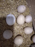 我老家新鲜大鹅蛋 农家自养土鹅蛋 现捡现发 鹅蛋6枚（140-160g) 实拍图