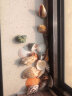 曦凰天然贝壳海螺壳海星珊瑚石儿童玩具装饰鱼缸造景DIY卷贝鱼寄居蟹 套餐三:半斤中海螺贝壳 实拍图