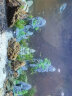 异景园鱼缸仿真假山造景装饰石头布景套餐水族箱大小树脂摆件躲避洞松石 峰下古佛 实拍图