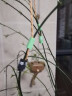 山泽（SAMZHE）魔术贴 自由裁剪电脑理线器扎/捆/绑/束线带背靠背整理带 20*1000mm 绿色 MST-07 实拍图