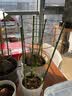 生长魔励植物爬藤花架阳台花盆攀爬支柱花卉固定支撑防倒蟹爪兰铁线莲支架 3圆环支柱-45cm（2个起发货） 实拍图