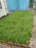美外 草坪种子 护坡草籽草皮种子庭院免修剪耐寒草坪草绿化工程 剪股颖 庭院别墅专用1斤 实拍图