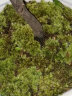 苔藓鲜活青苔白发藓微景观造景水陆缸假山盆栽迷你植物diy材料 小白发藓一盒 实拍图