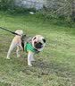 欧卡曼巴哥犬哈巴狗专用狗粮小型犬幼犬成犬通用型10斤装 巴哥幼犬专用粮10斤装 实拍图