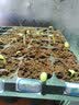 寿禾 8424西瓜种子种苗南北方春季水果种籽 潍育冰糖8424西瓜种子80粒 实拍图