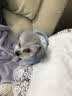 嬉皮狗（hipidog） 狗狗衣服秋冬季泰迪衣服小型犬保暖打底衫防掉毛比熊幼犬衣服 杏色小熊绒衣 S (建议体重4-6斤) 实拍图