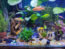 异景园鱼缸水族箱造景水榕沉木活体水草淡水无土植物后景真水草净水增氧 雨碟陀草【自带水草泥】 实拍图