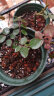 美乐棵进口压缩椰砖3L花土营养土栽培基质椰糠砖肥料花肥椰壳砖 晒单实拍图