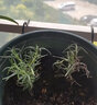 寿禾家庭花草盆栽香草植物迷迭香百里香甜罗勒九层塔阳台种植盆栽苗 迷迭香幼苗 5棵 实拍图