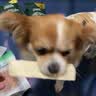 耐威克狗零食 深海鳕鱼排400g 成犬幼犬通用金毛泰迪宠物零食 实拍图