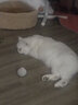 宠号 宠物猫咪衣服 绝育服 母猫 手术服小猫猫防掉毛 粉色 S 实拍图